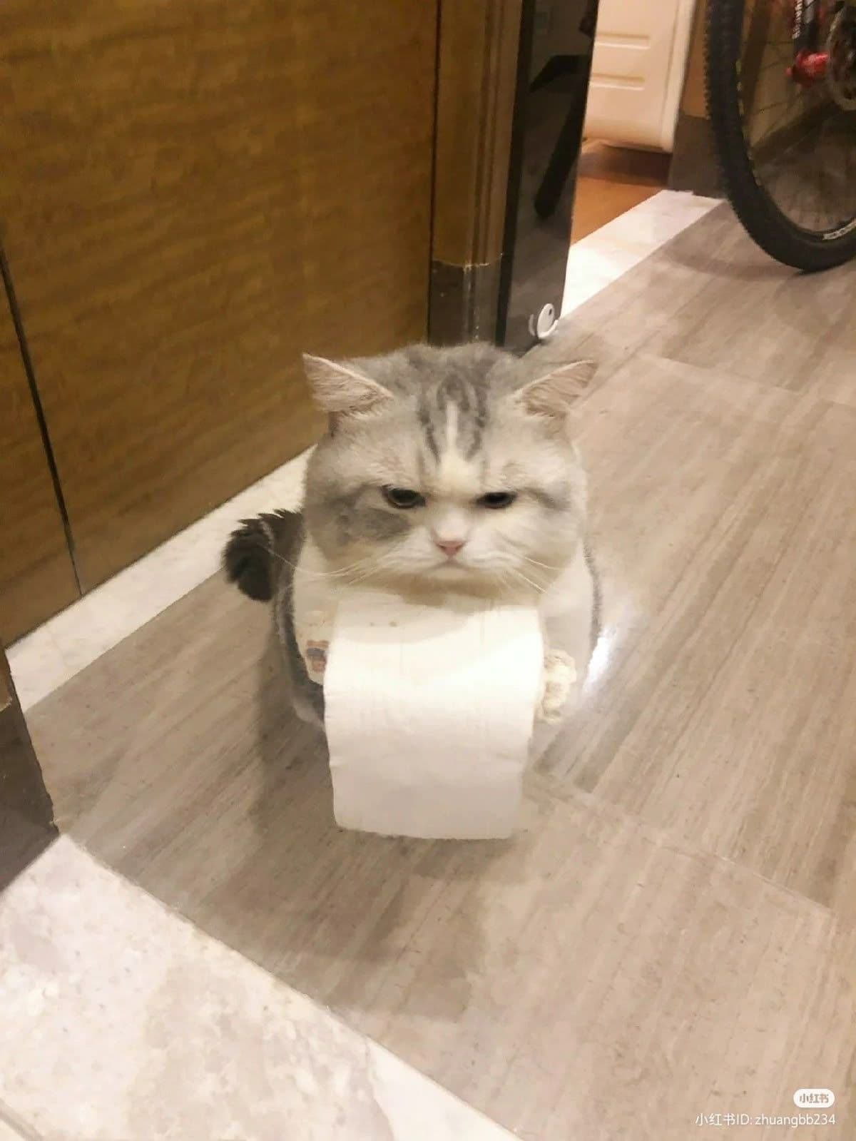 Image of Cat toilet roll holder