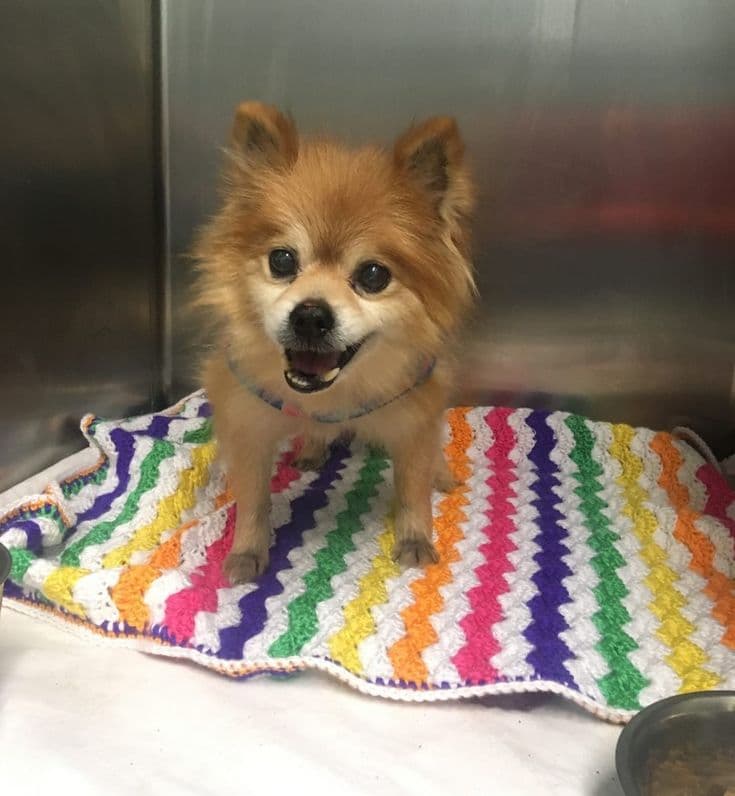 Image of Donate blankies for shelter pups