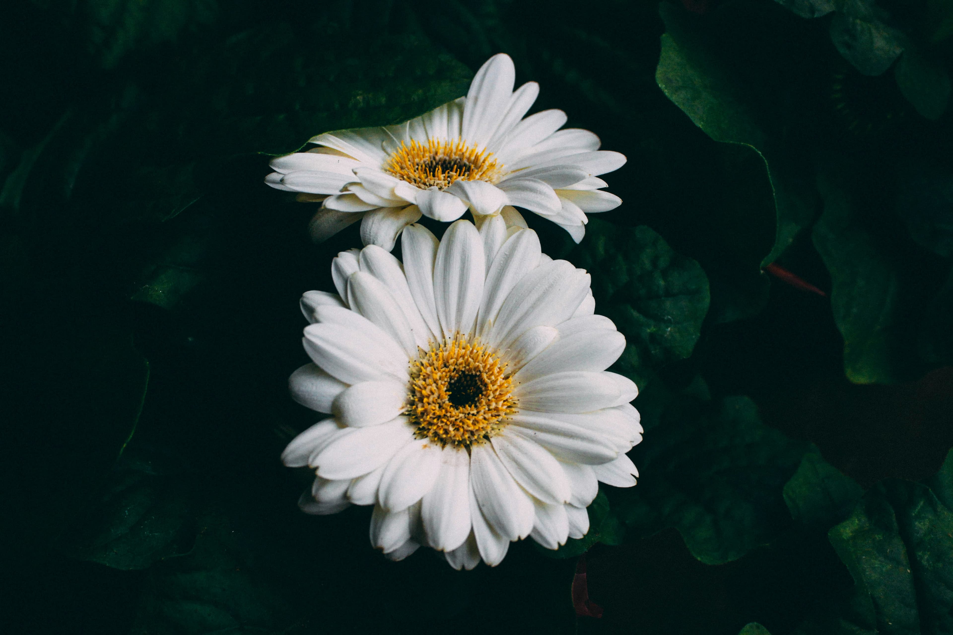 Image of daisies