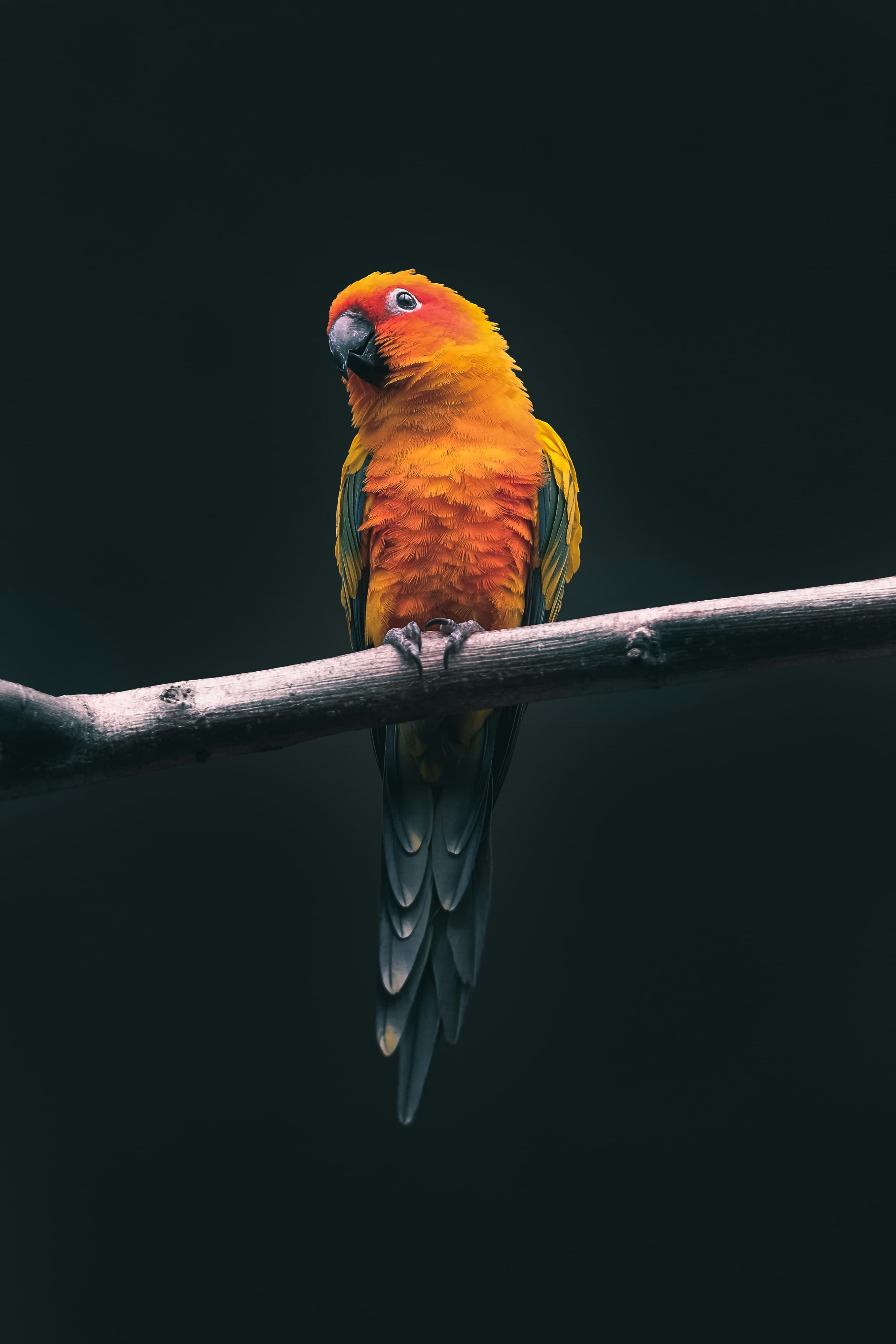 Image of parrot
