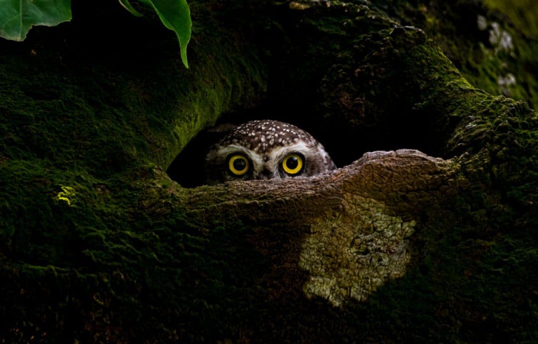 spotted owlet